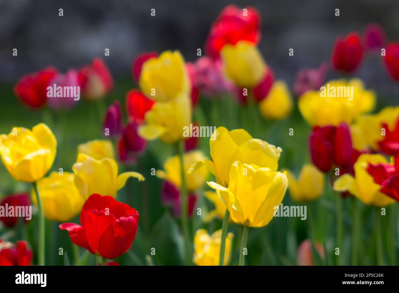 Rote und gelbe Tulpenblütengarten im Frühling Stockfoto