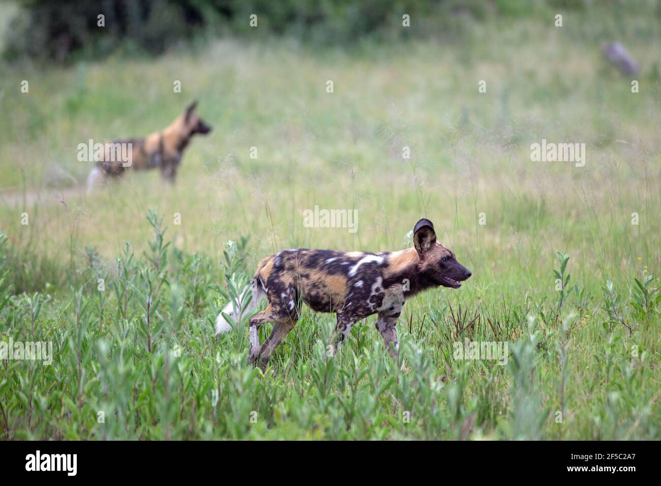 Afrikanische Jagdhunde, bemalte Wölfe (Lycaon pictus). Zwei von einer Gruppe, die sich für gemeinsame Teamansatz Impala Herde als Beute Gegenstände positionieren. Stockfoto