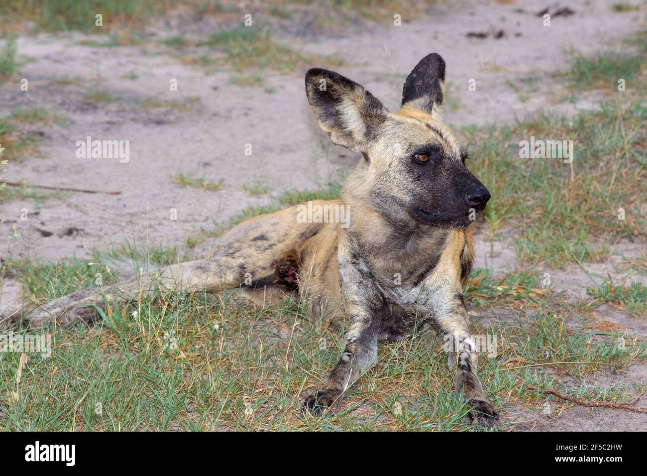 African Wild Hunting Dog oder Painted Wolf (Lycaon pictus). Kurz vor dem Verlassen, auf dem Boden liegend. Sensbewußt, besonders hörend, große Ohren Stockfoto