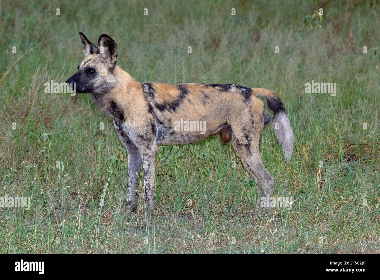 African Wild Hunting Dog,Painted Wolf, Lycaon pictus, männliches Profil, zur Aufmerksamkeit stehen, nahaufnahme, Zeigt Genitalien, Schwanz leicht angehoben. Botswana. Stockfoto
