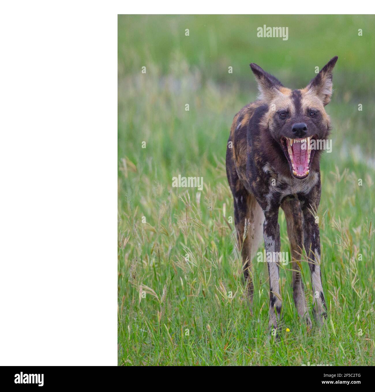 Wilder Jagdhund, gemalter Wolf Lycaon pictus. Gebiss, Gebiss, Schneidezahn, Auge, Prämolar, Molar, modifiziert zum Scheren von Fleisch, Fleischfresser Stockfoto