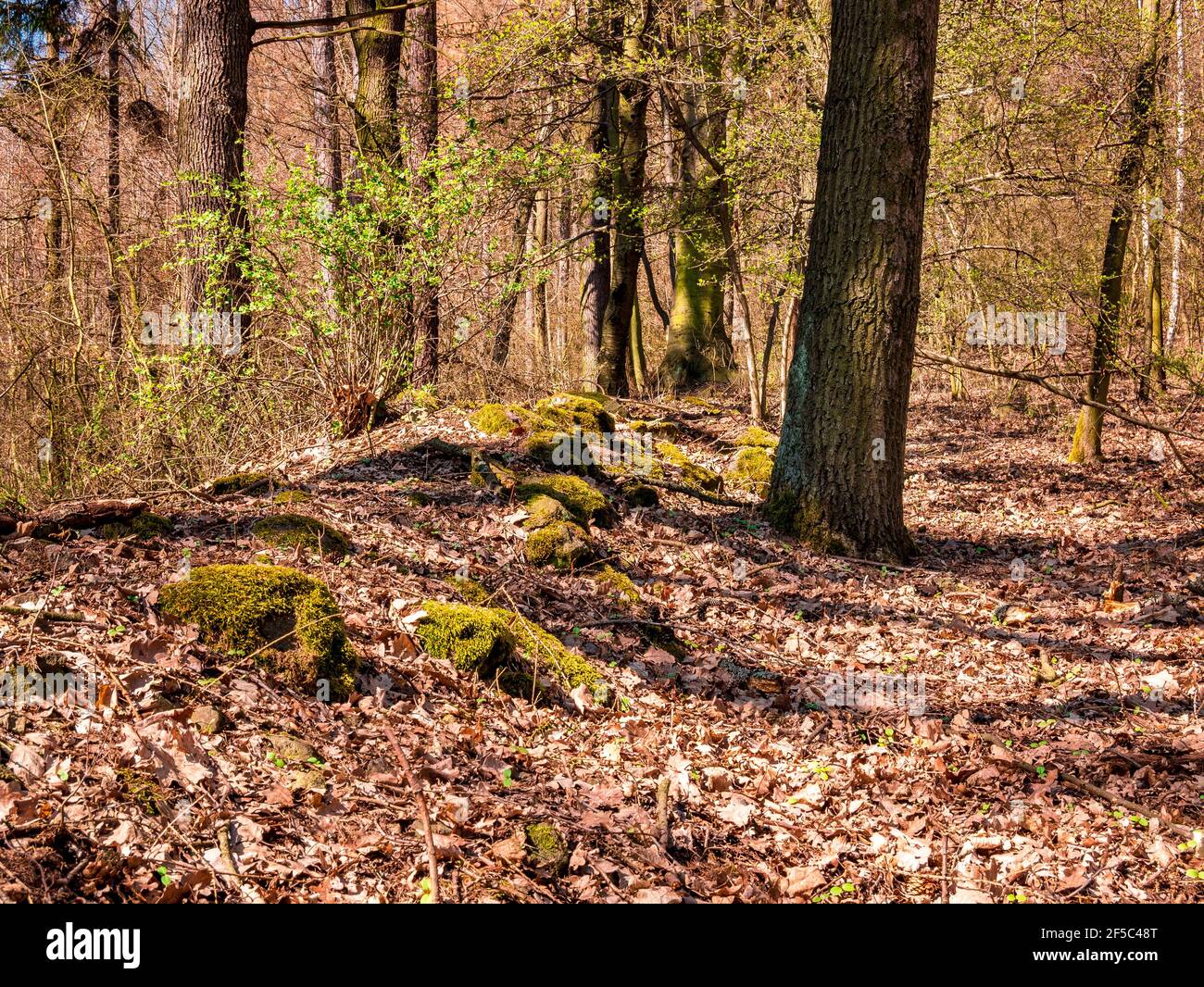 Alte Steinruine im Wald, bedeckt mit Blättern und Moos. Stockfoto