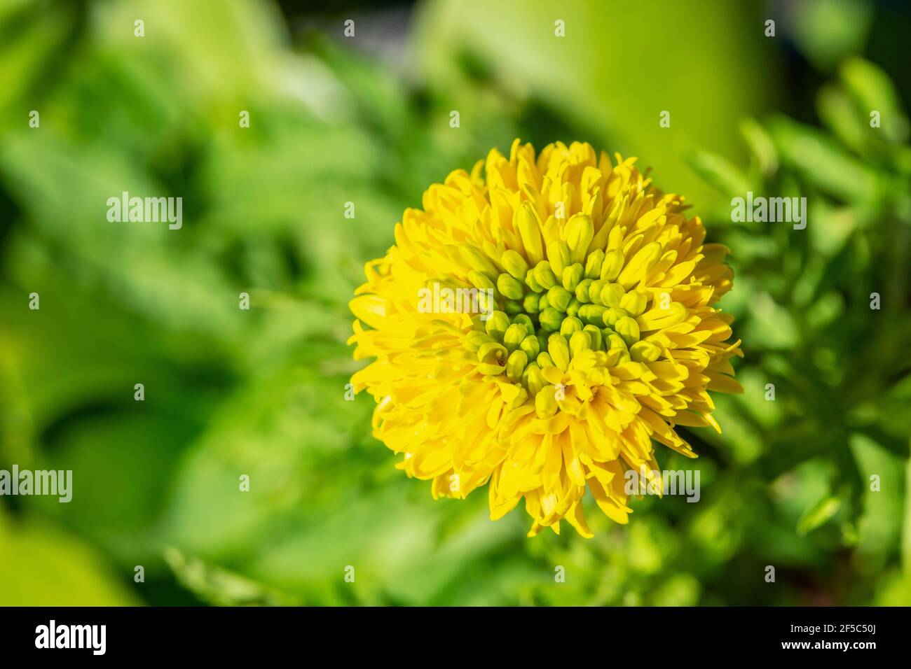 Makrofotografie der gelben Ringelblume. (Tagetes erecta) Stockfoto