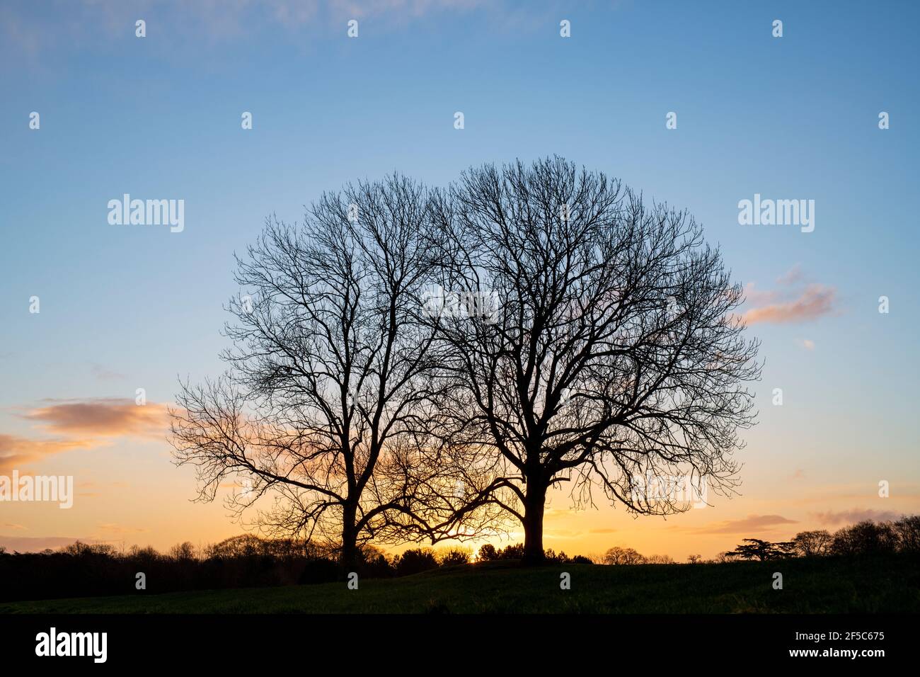 Silhouette Bäume im frühen Frühjahr bei Sonnenaufgang. Schlosspark Blenheim. Oxfordshire, England Stockfoto
