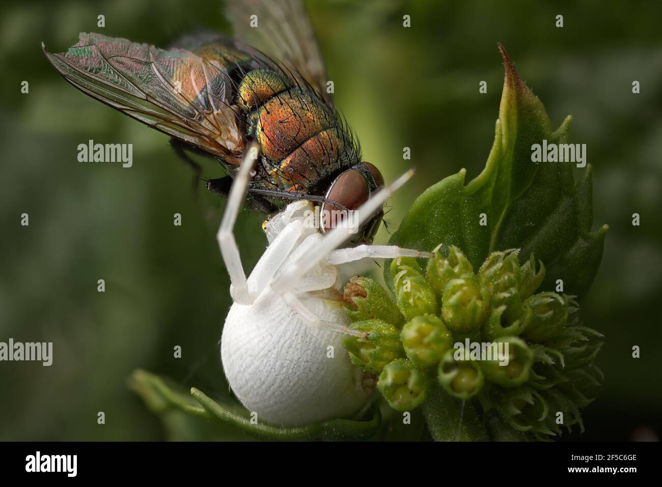 Weiße Krabbenspinne, die rote Fliege fängt Stockfoto