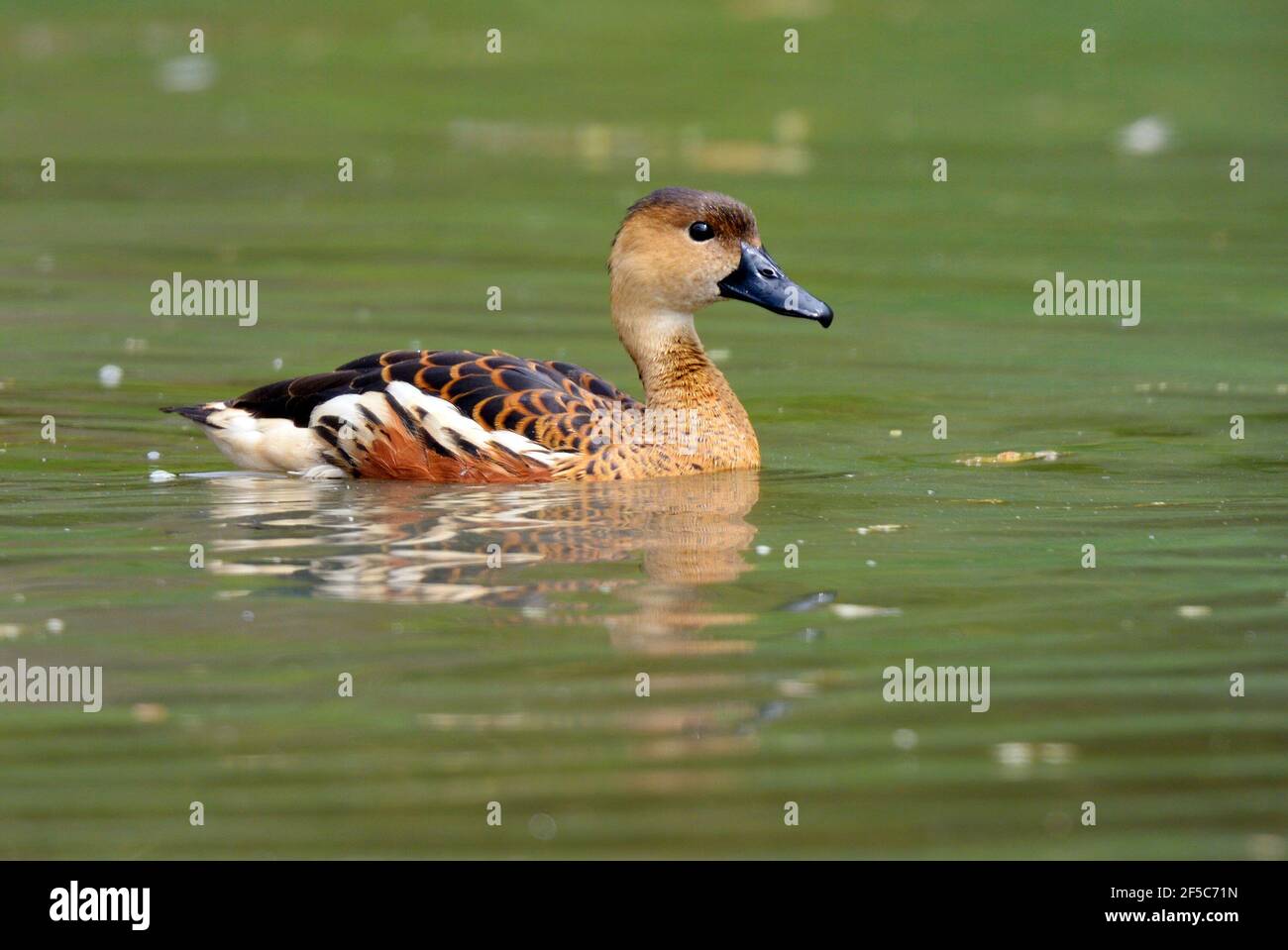 Wandernde Pfeifente im Wasser in NSW, Australien Stockfoto