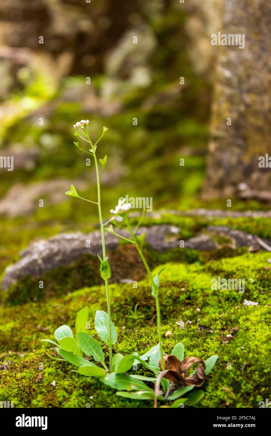 Zwischen nassem Moos und Steinen wächst eine zarte grüne Pflanze. Stockfoto