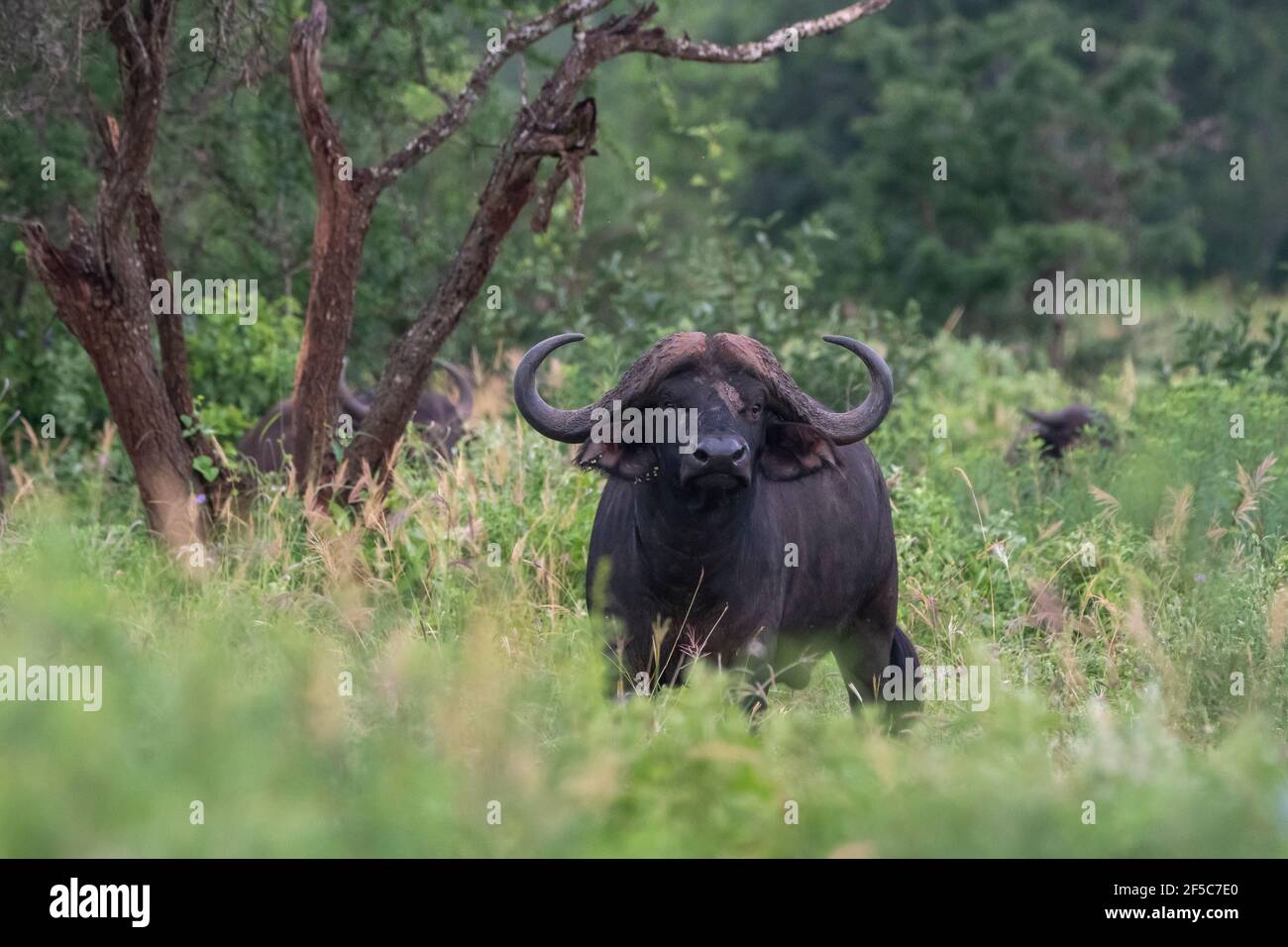 Kapbüffel (Syncerus Caffer), Tsavo, Kenia. Stockfoto