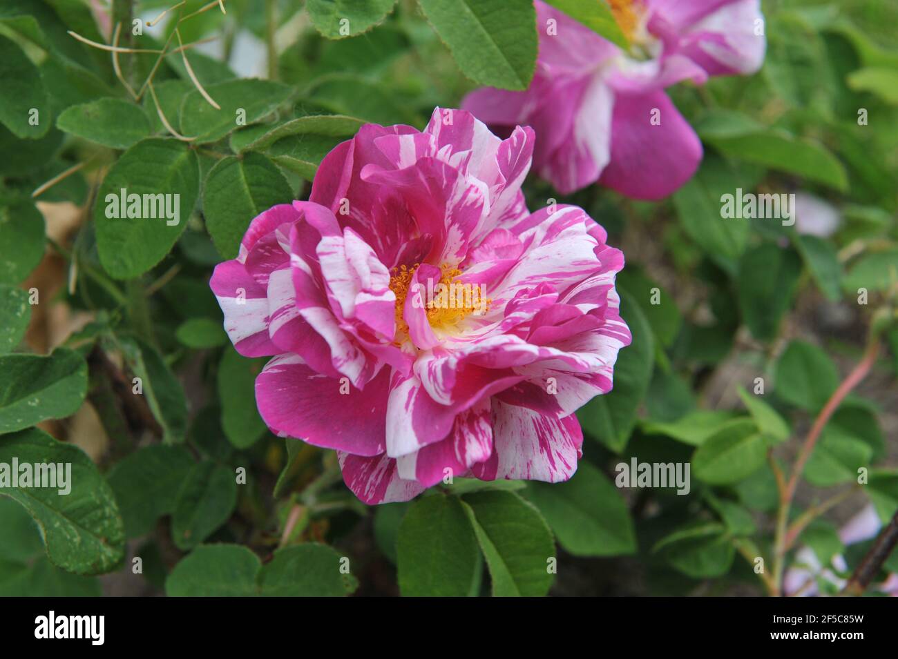 Malve mit weißen Streifen Provins Rose (Rosa gallica) Camaieux blüht im Juni in einem Garten Stockfoto