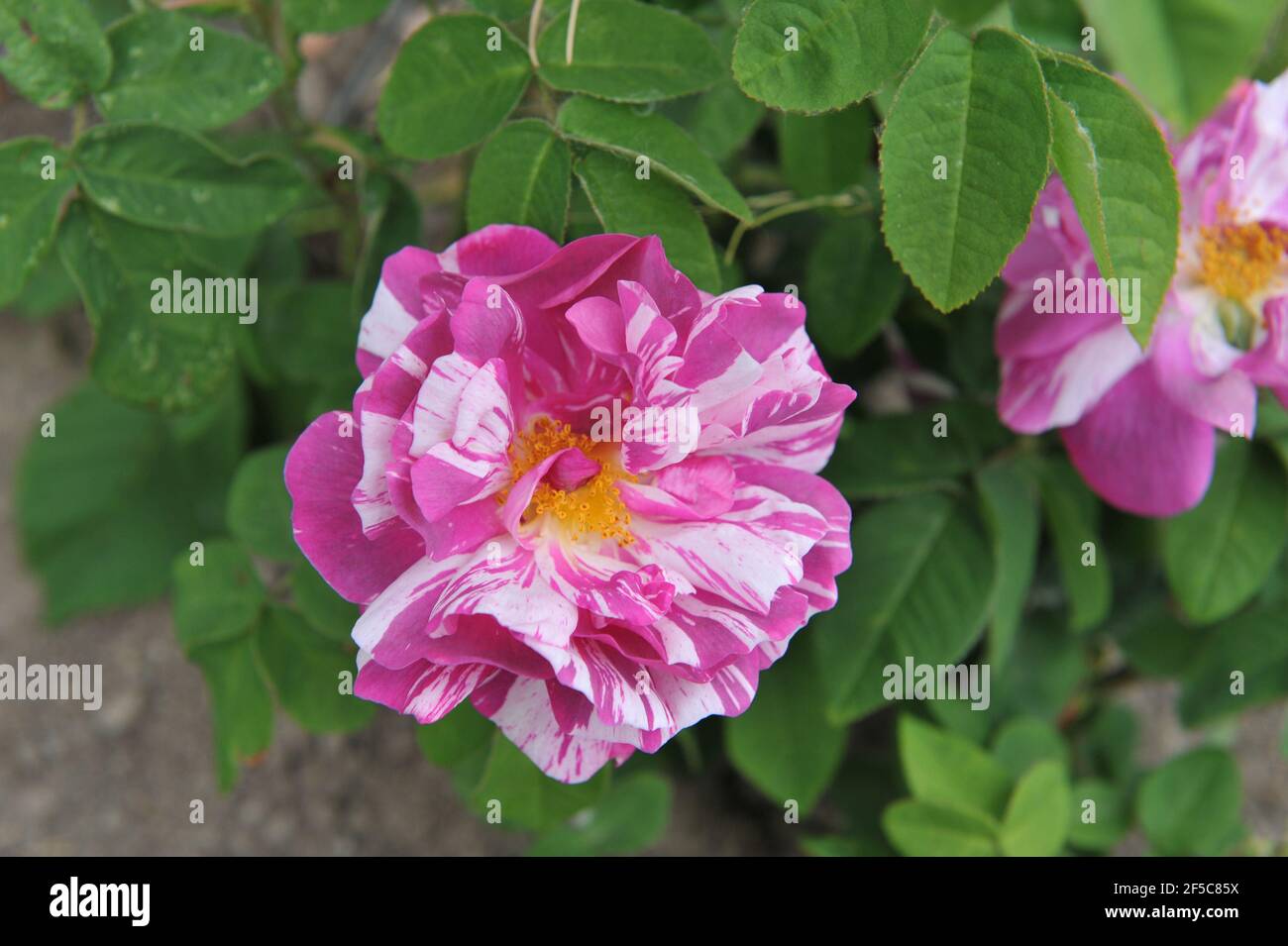 Malve mit weißen Streifen Provins Rose (Rosa gallica) Camaieux blüht im Juni in einem Garten Stockfoto