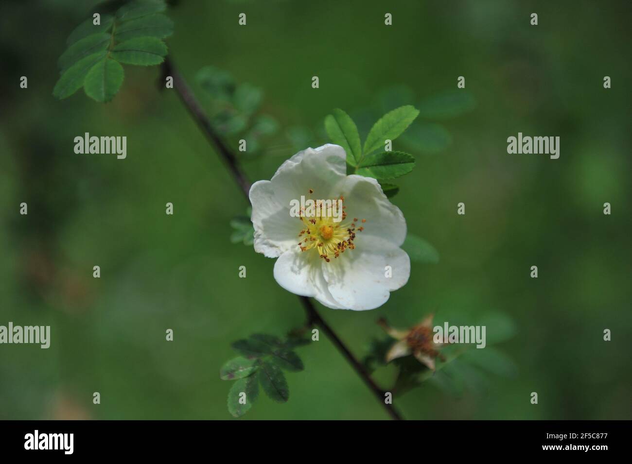 Sehr hellgelbe, fast weiße Strauchrose (Rosa) Cantabrigiensis blüht im Mai in einem Garten Stockfoto