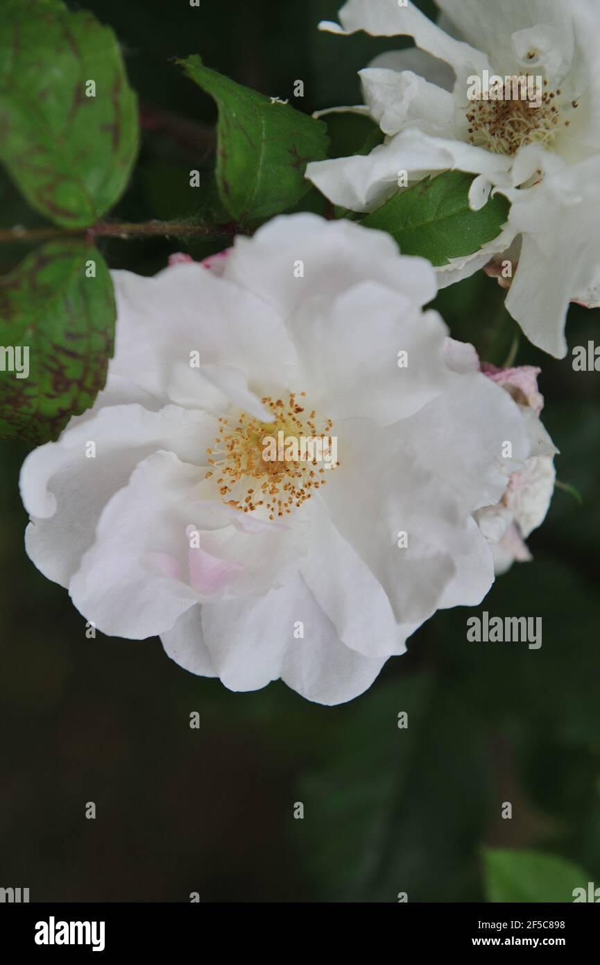 Weiße Art Ayrshire Rose (Rosa capreolata) Blüht im Juni in einem Garten Stockfoto
