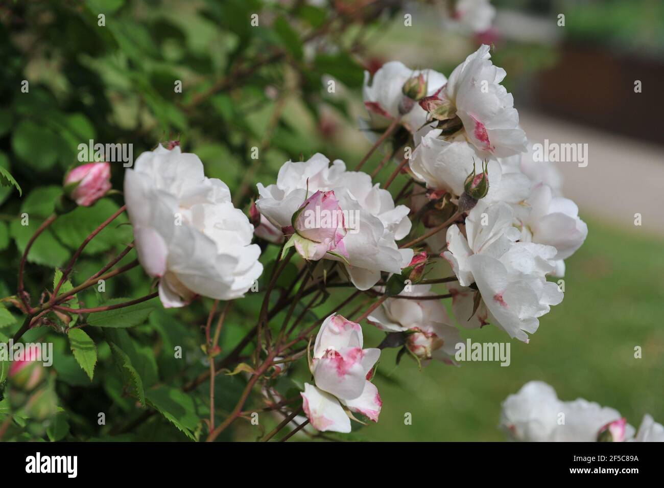 Weiße Art Ayrshire Rose (Rosa capreolata) Blüht im Juni in einem Garten Stockfoto