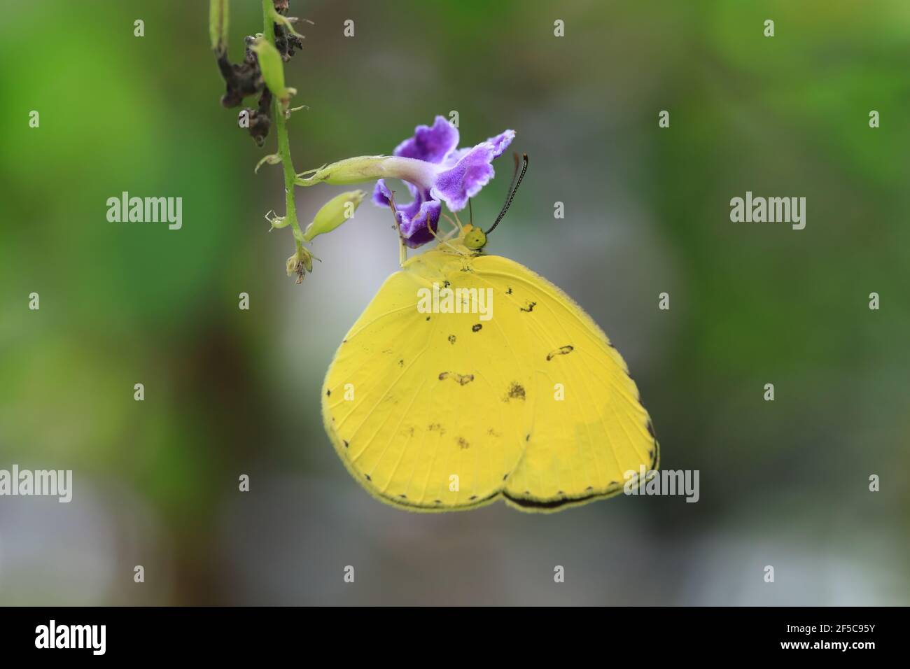 Großer grasgelber Schmetterling, der sich auf einer weißen Blume ernährt Stockfoto