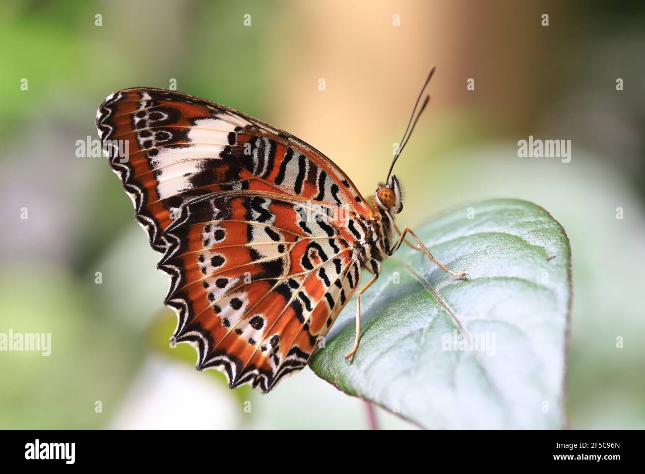 Orange Lacewing Schmetterling ruht auf einem Blatt mit geschlossenen Flügeln. Stockfoto