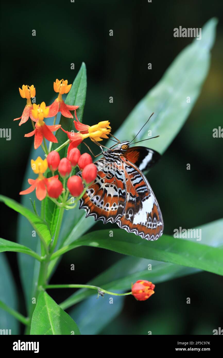 Orange Lacewing Schmetterling Fütterung auf einer roten und orangen Blume. Stockfoto