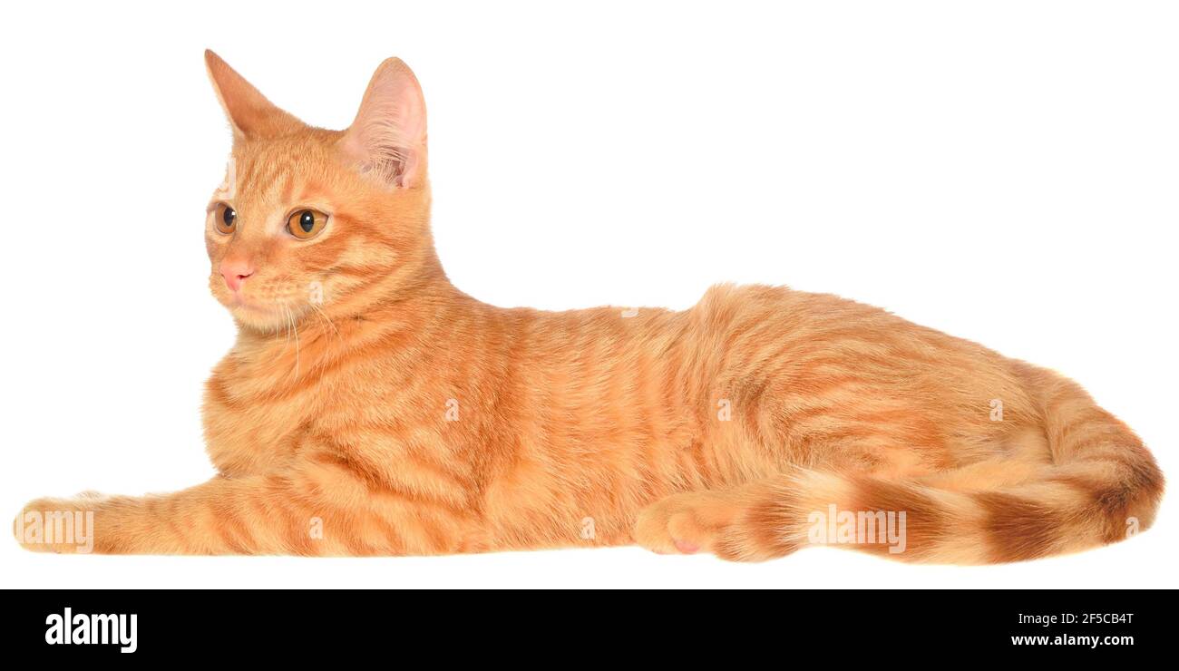 Orange Kätzchen liegt auf einer Seitenansicht isoliert. Stockfoto