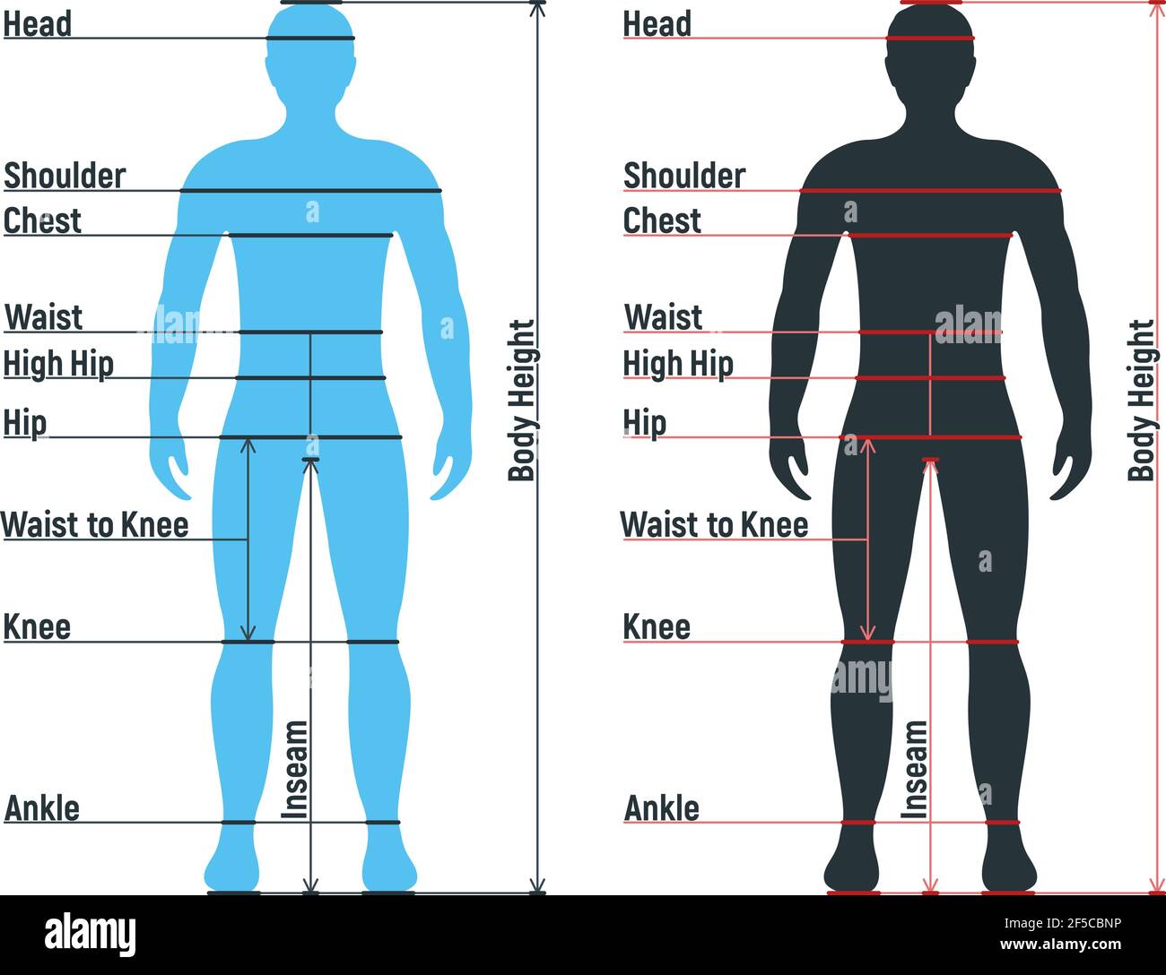 Mannlige Kroppsorganer Diagram Intern Organ For Mennesker Stockfoto,