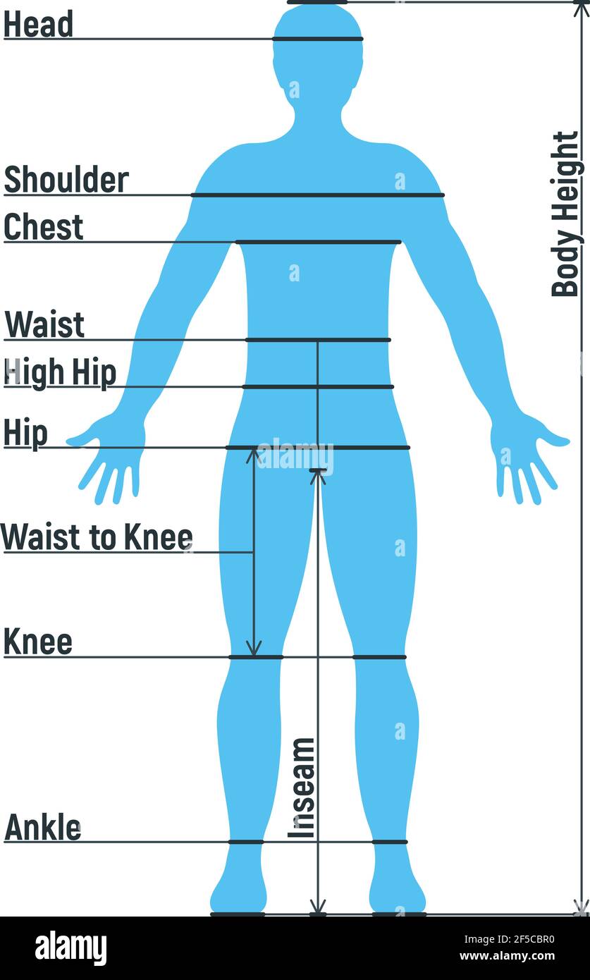 Männliche Größe Diagramm Anatomie menschlichen Charakter, Menschen ...