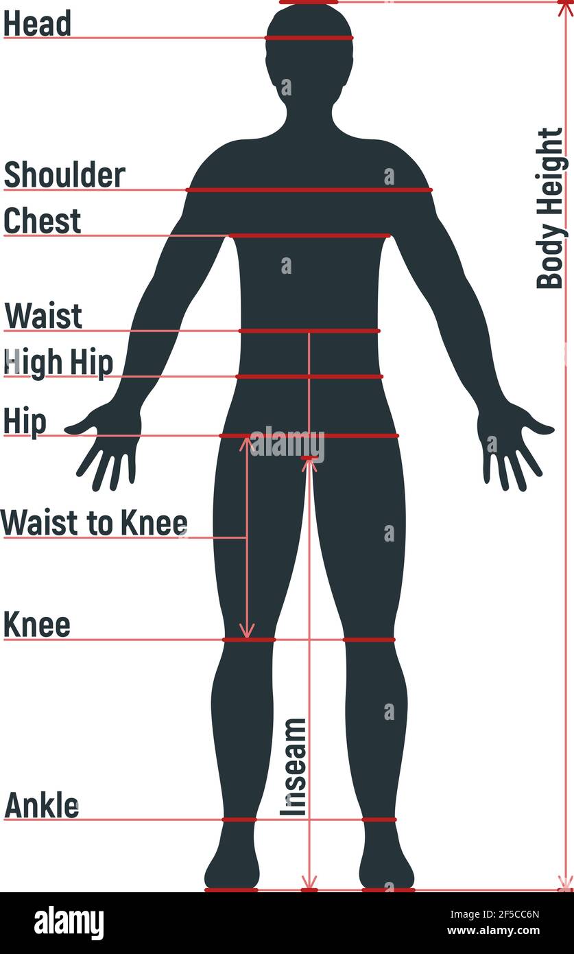 Mannlige Kroppsorganer Diagram Intern Organ For Mennesker Stockfoto,