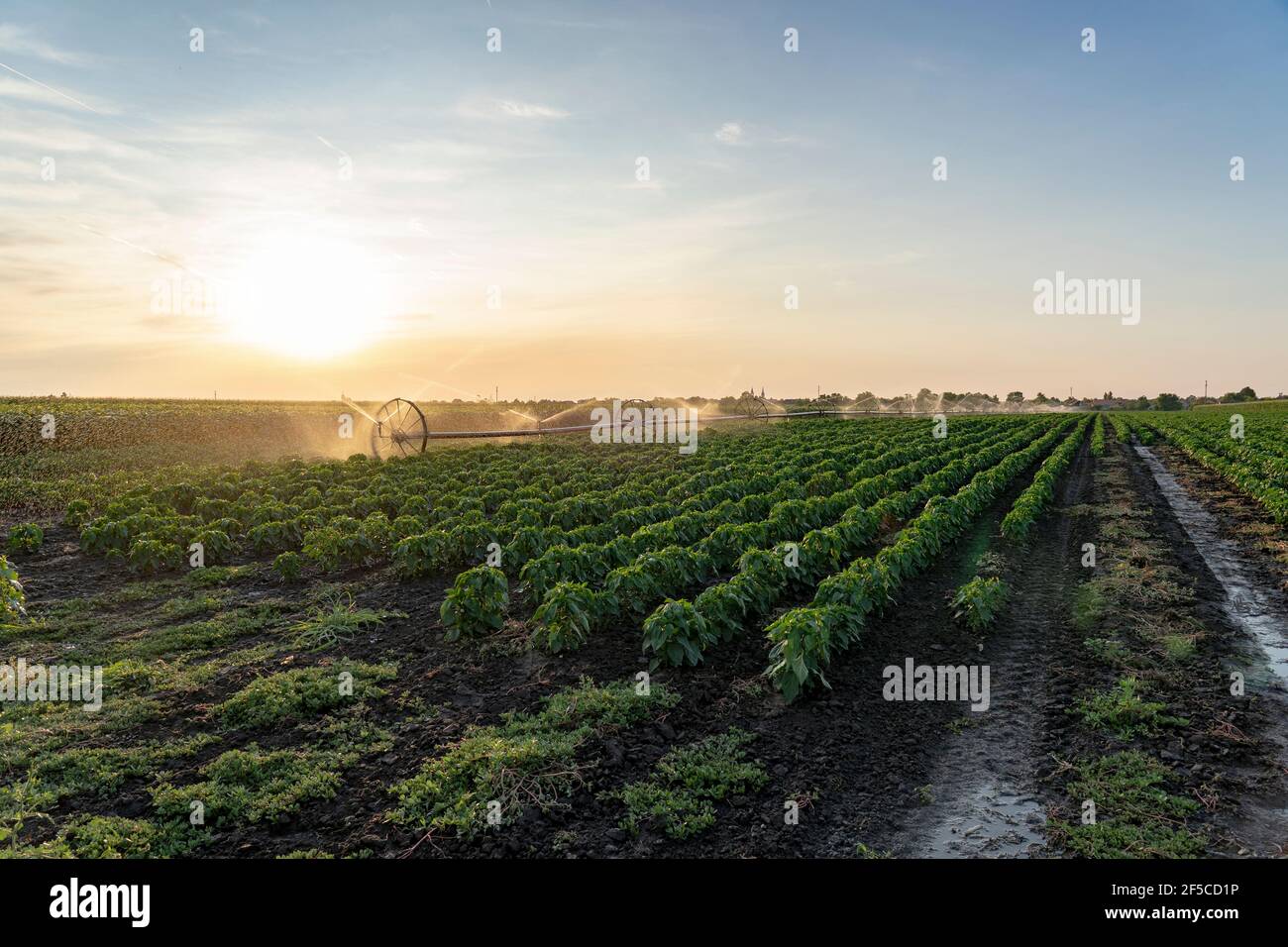 pflanzen bewässerung system