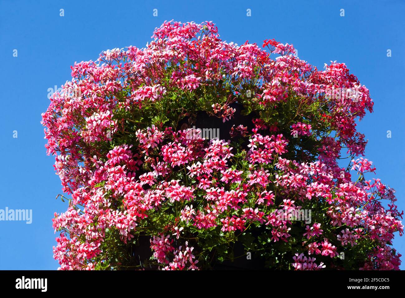 Ivy Leaf Geranium Pelargonium peltatum blüht Stockfoto