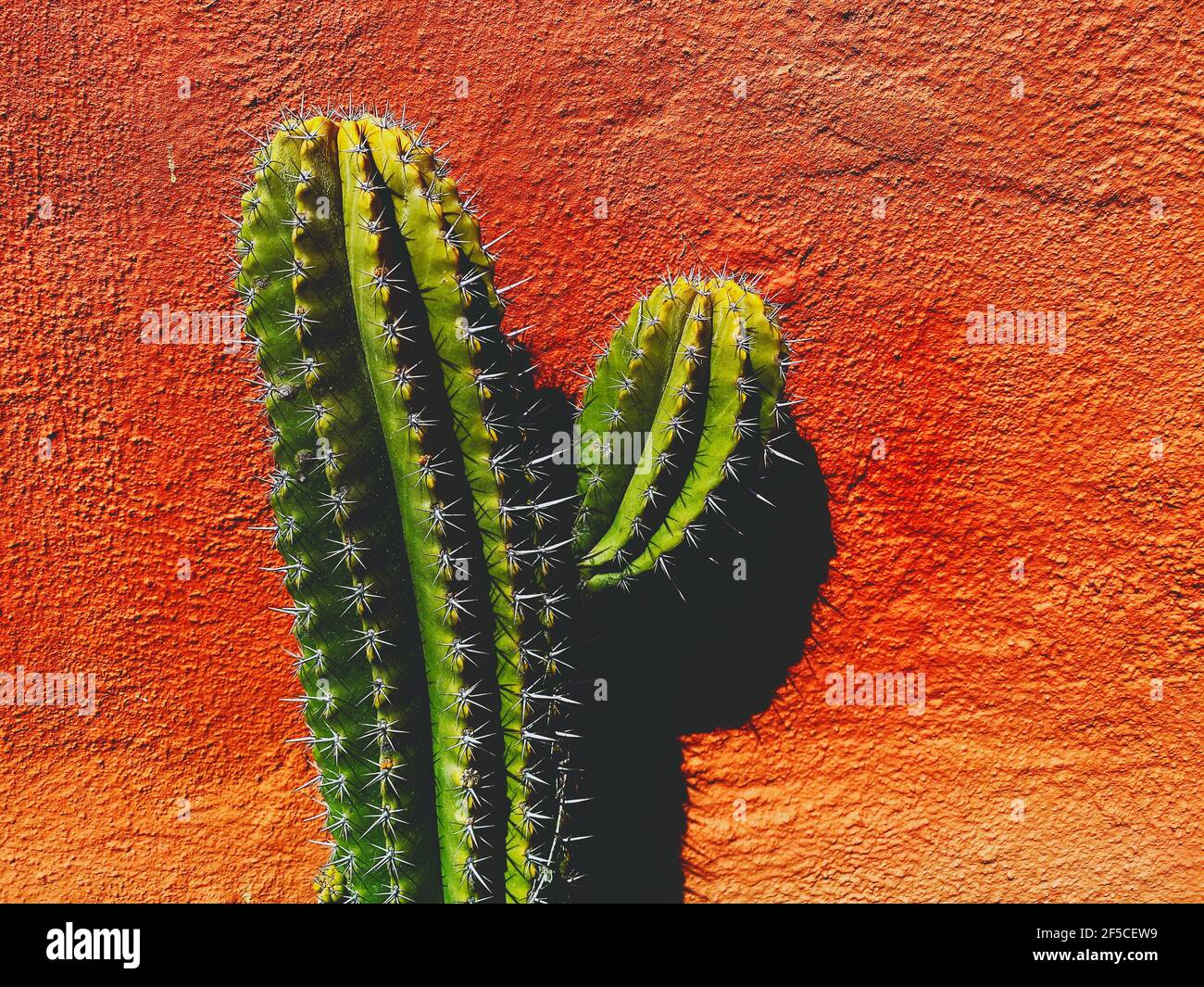 Nahaufnahme von zwei-Arm-Kakteen an einem sonnigen Tag gegen eine leuchtend orange strukturierte Wand. Konzept, Hintergrundreise nach Mexiko, amerikanischem Südwesten und Mexicana Stockfoto