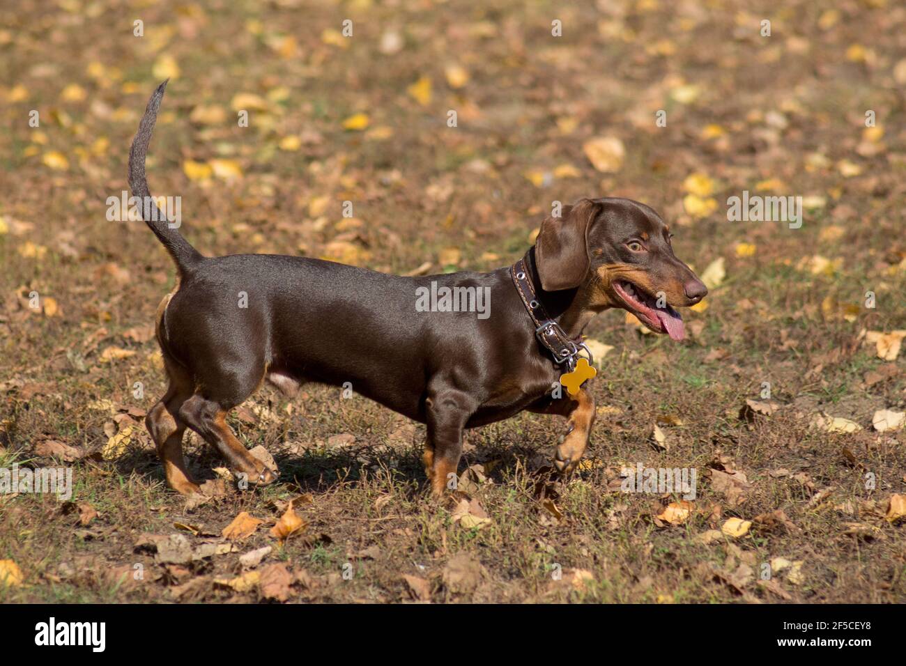 Niedlicher Dackel Welpe Lauft Im Herbstpark Wiener Hund Oder Wursthund Haustiere Reinrassig Stockfotografie Alamy