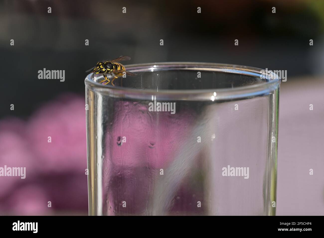 Wespe am Rand eines Trinkglases, lästige Insekten beim Essen im Freien, für Allergiker gefährlich, Kopierraum, ausgewählter Fokus, enge Tiefe Stockfoto