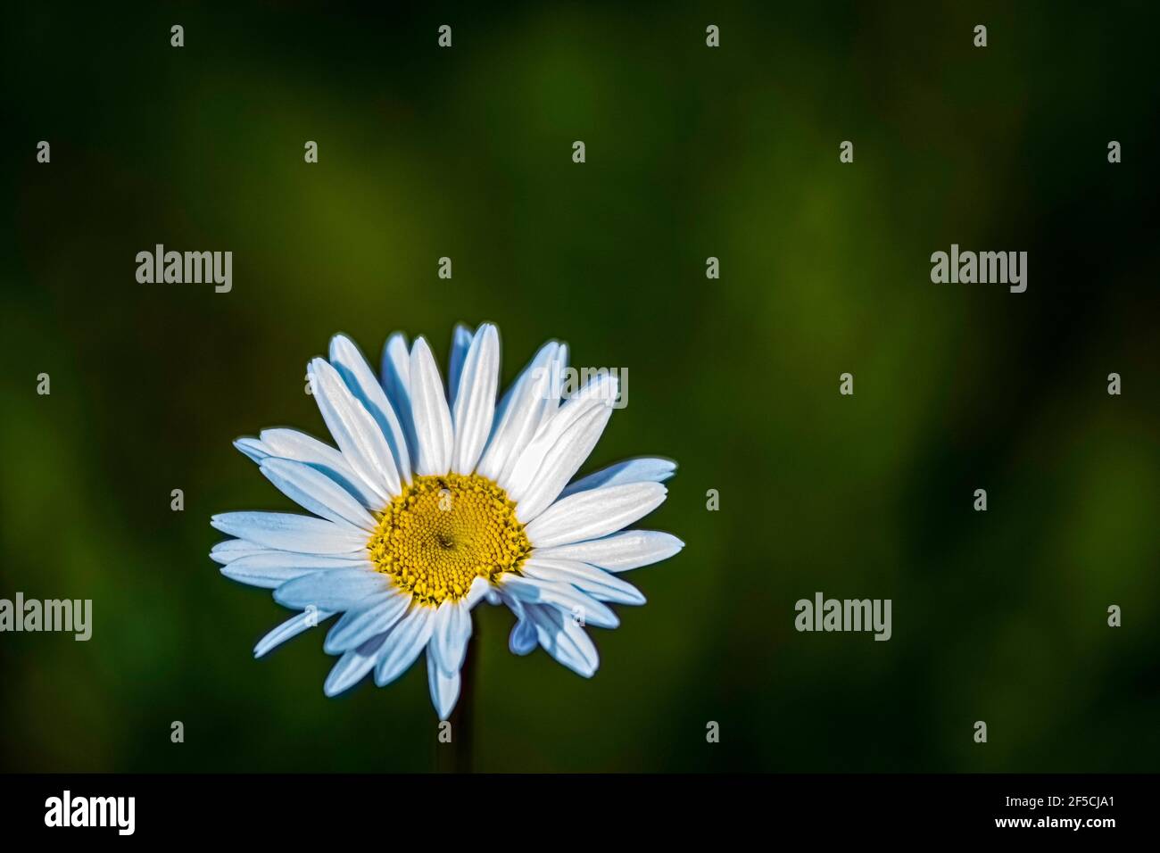 Einzelne gemeinsame Gänseblümchen vor einem Bokeh grünen Hintergrund. Stockfoto