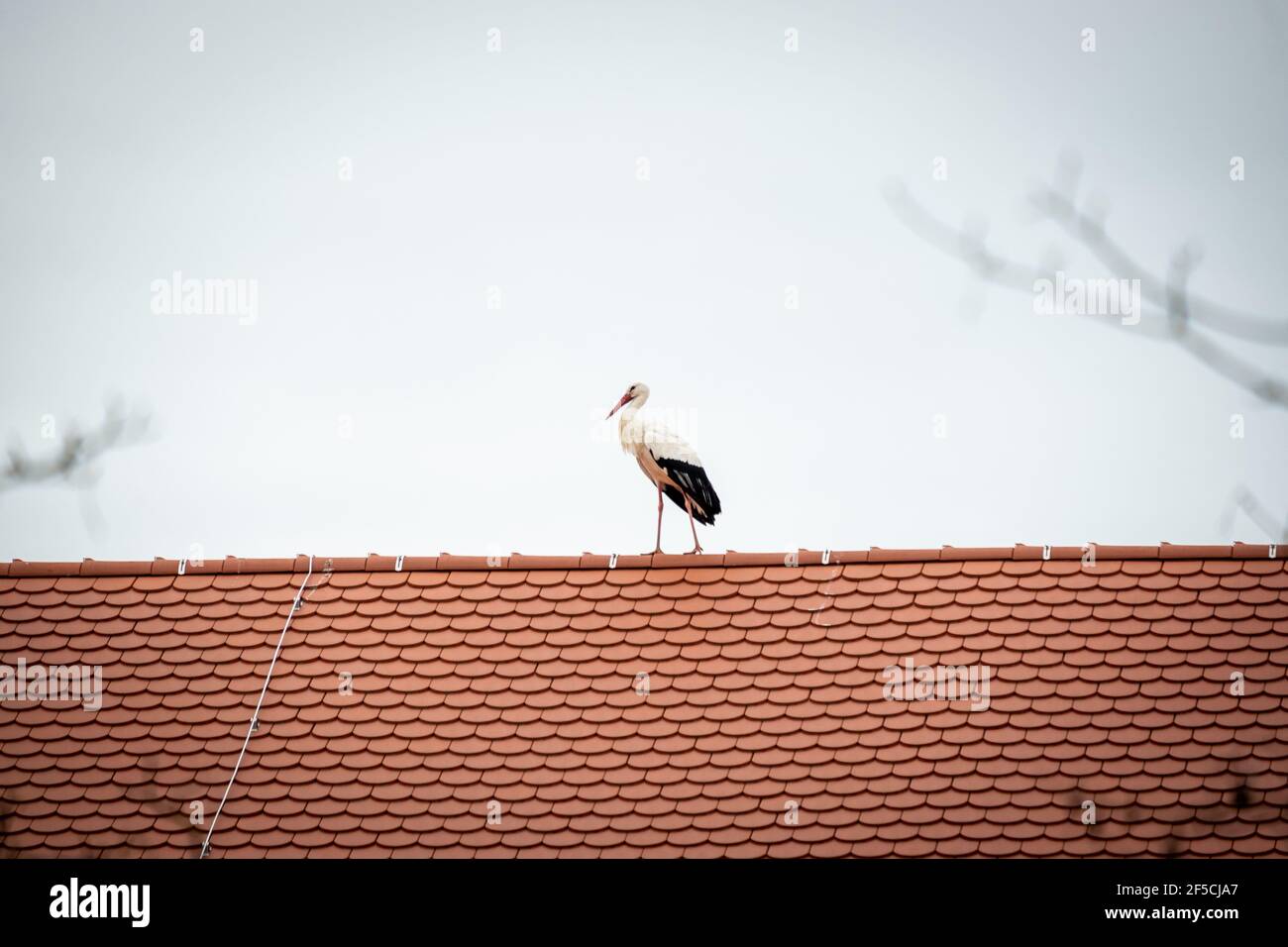 Einzelner Storch auf einem Dach Stockfoto