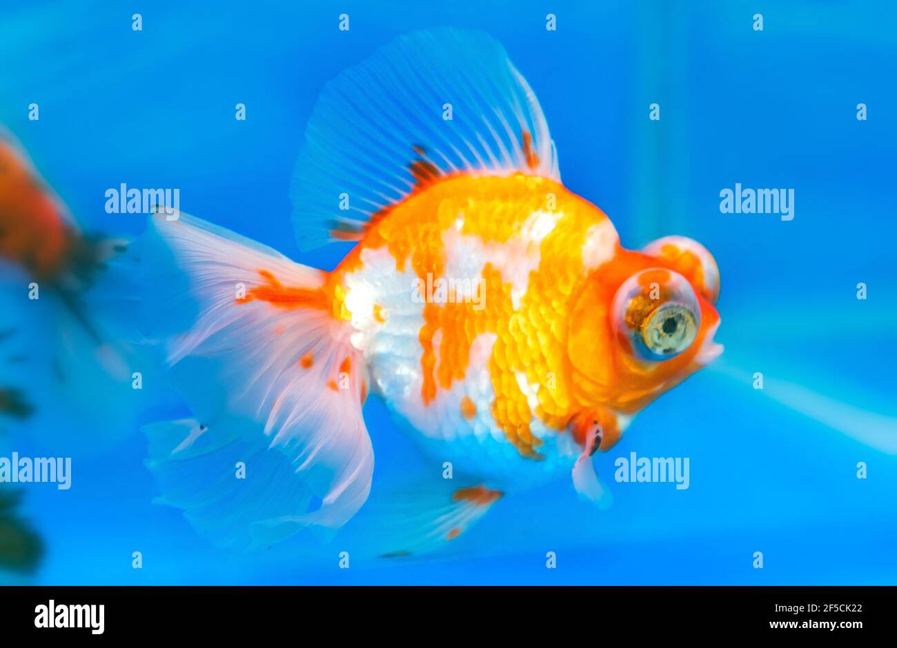 52+ Löwenkopf Goldfisch Teich, Dieser artikel liefert umfassende