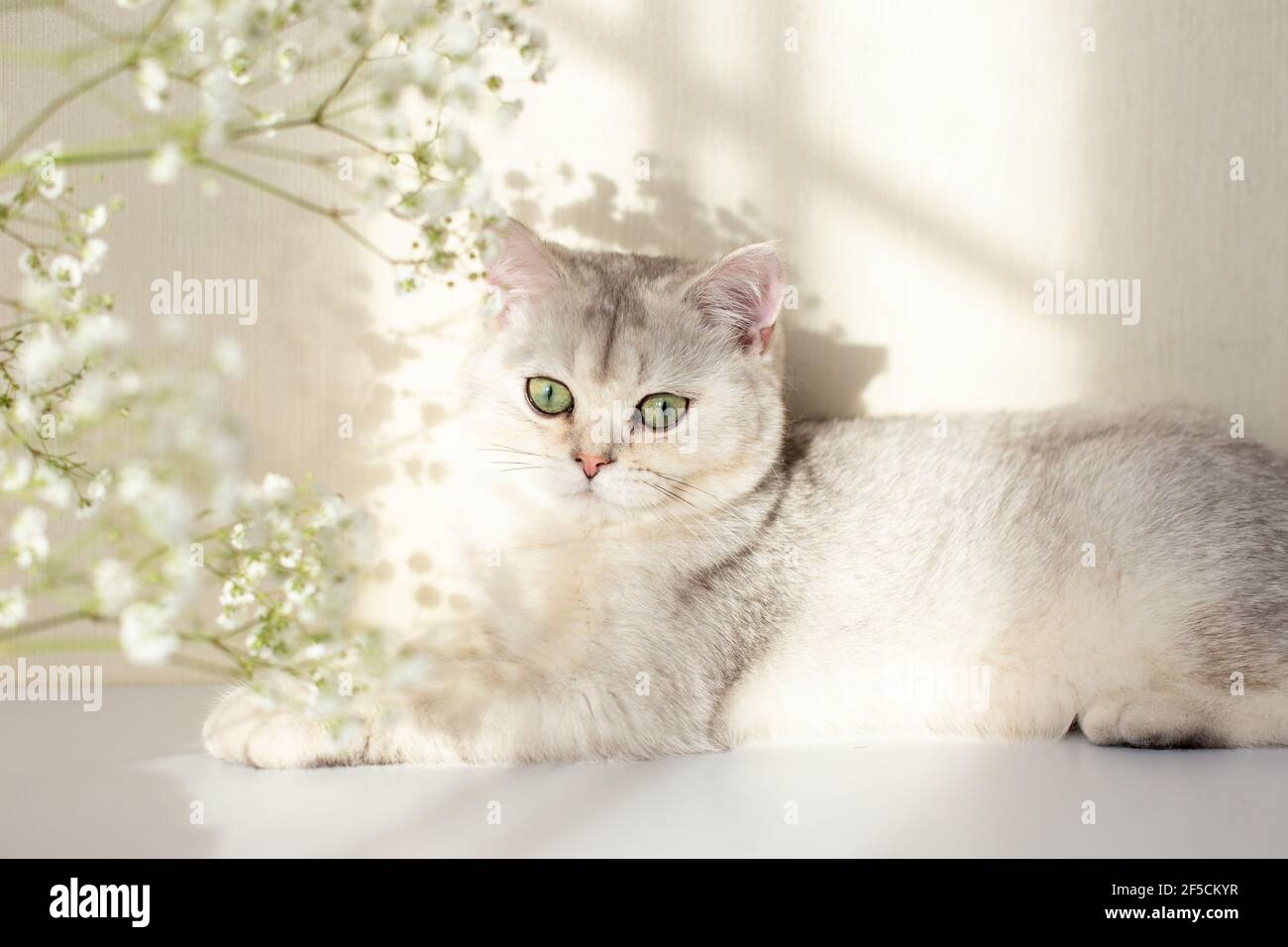 Eine schöne weiße und graue britische Katze, grüne Augen, liegt auf einem weißen Tisch mit einer Gypsophila Blume im Sonnenlicht Stockfoto