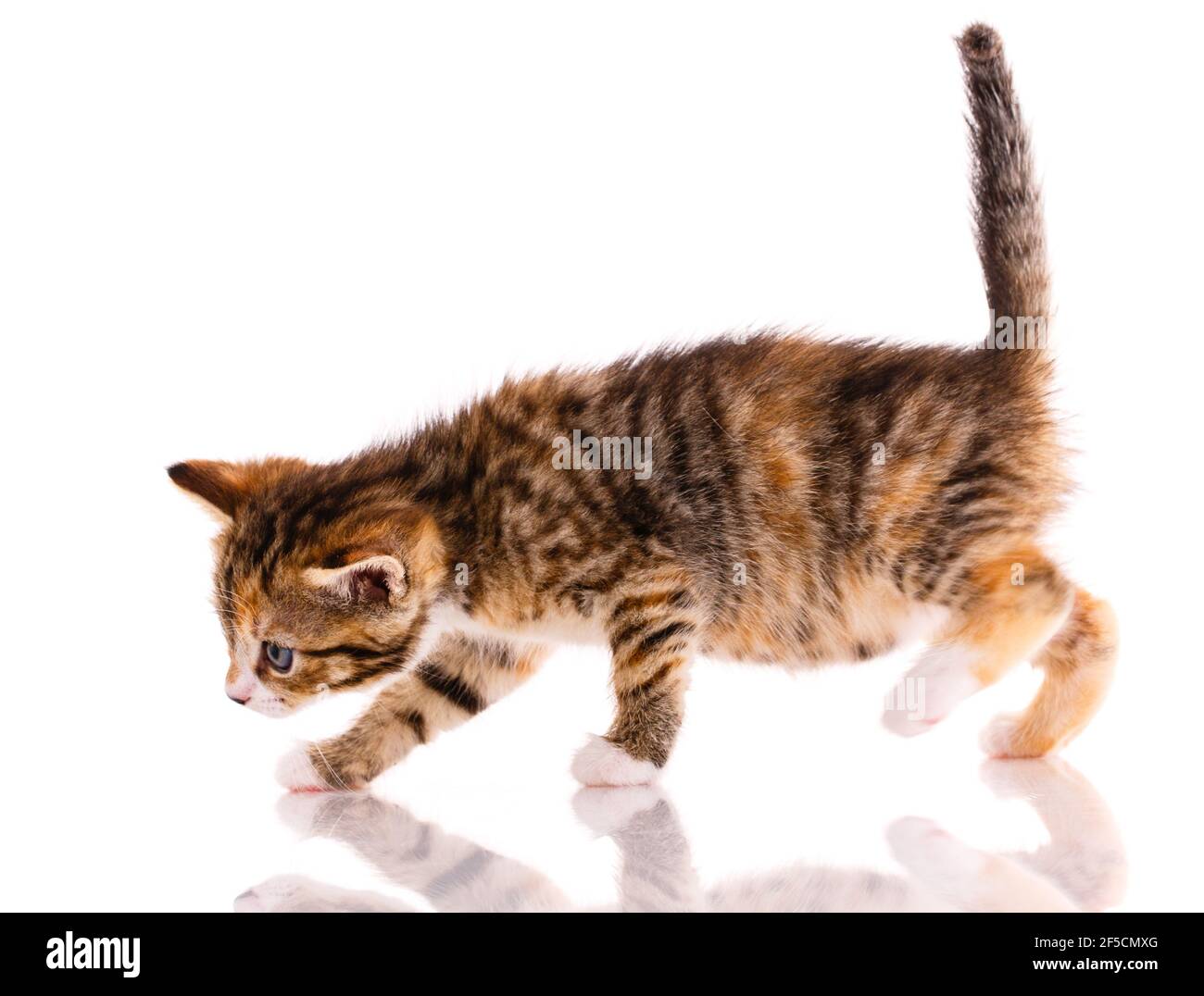 Tricolor kleine Kätzchen geht und schnuppert alles auf einem weißen Hintergrund. Seitenansicht. Stockfoto