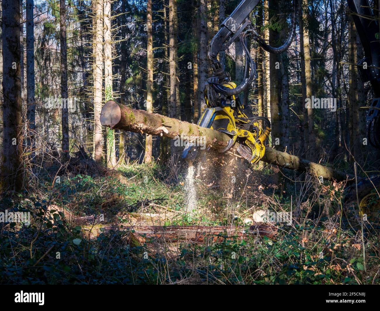 Forstarbeit (Ausdünnung) in der Auvergne, Frankreich. Stockfoto