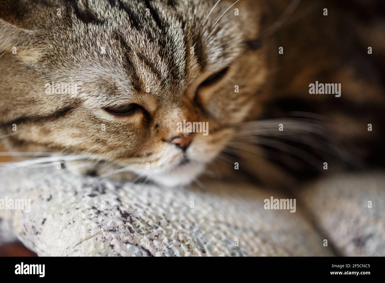 Hübsch schlafen schottisch gerade braun tabby Katze Gesicht Nahaufnahme auf Sofa. Entspannte Katze während des Tages. Haustier. Stockfoto