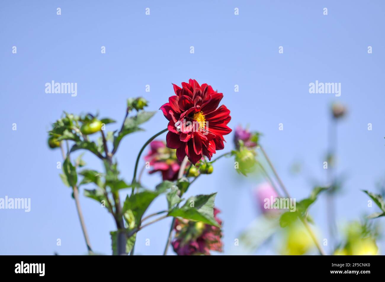 Eine rote Dahlia Blume auf einem blauen Himmel Hintergrund. Stockfoto