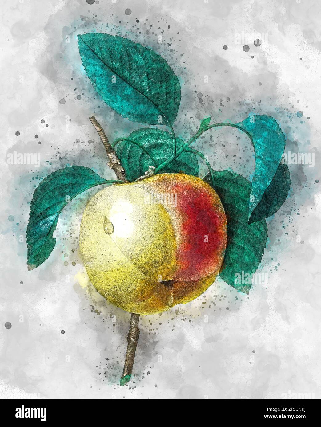 Digital verbesserte Abbildung einer handgemalten Gravurillustration eines Calville Blanc (Apfel) aus dem 19th. Jahrhundert von Pierre-Joseph Redoute. Veröffentlicht in Choi Stockfoto