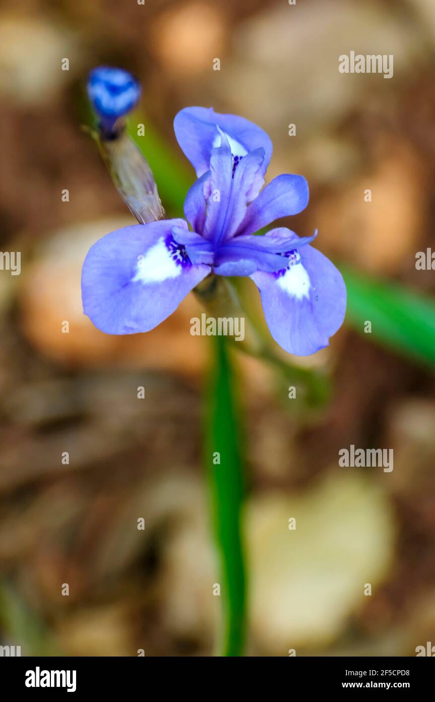 Blaue Iris oder Barbary Nut, (Moraea sisyrinchium syn. Gynandriris sisyrinchium) fotografiert in Israel im März eine Zwergiris, in der Gattung Moraea, nativ Stockfoto
