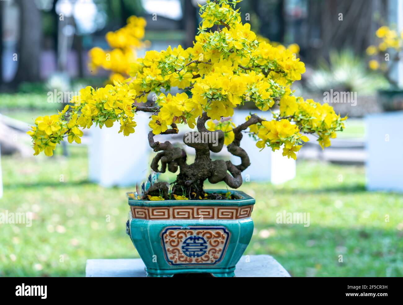 Aprikose Bonsai Baum blhen gelb blhende Zweige geschwungene schaffen  einzigartige Schnheit. Dies ist ein spezieller falschen Baum symbolisiert  Glck, Wohlstand Stockfotografie - Alamy