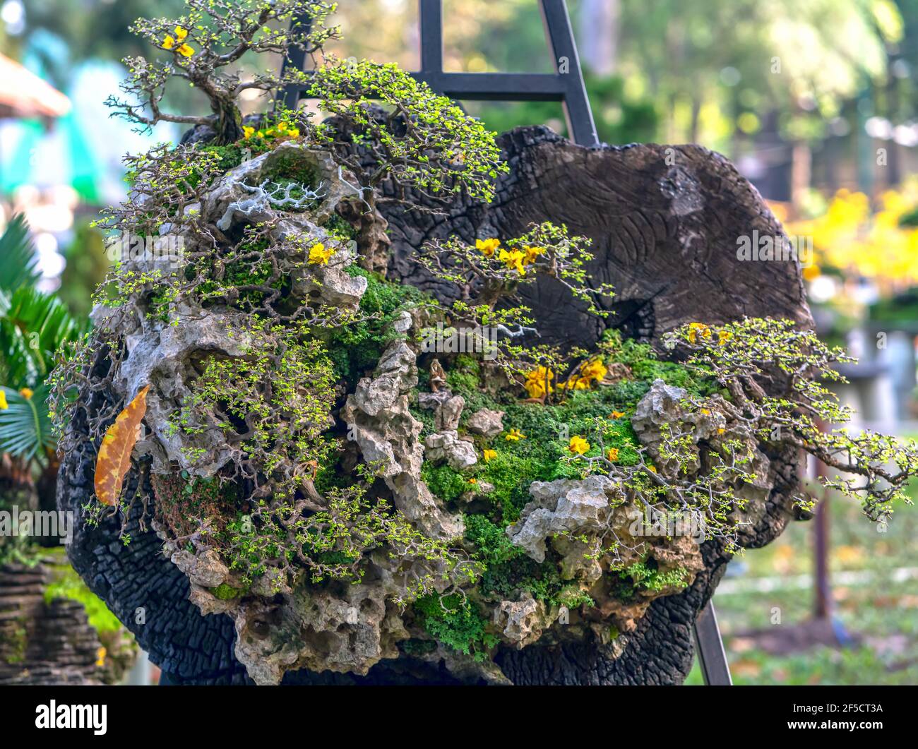 Bonsai und Penjing mit Miniatur in einem Tablett wie im menschlichen Leben sagen muss stark steigen, Geduld überwinden alle Herausforderungen gut und nützlich zu leben Stockfoto