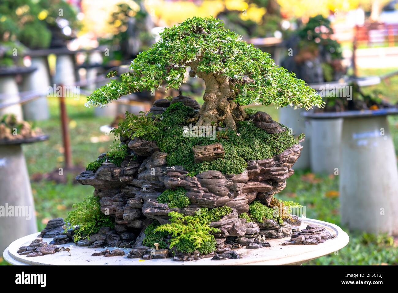 Bonsai und Penjing mit Miniatur in einem Tablett wie im menschlichen Leben sagen muss stark steigen, Geduld überwinden alle Herausforderungen gut und nützlich zu leben Stockfoto