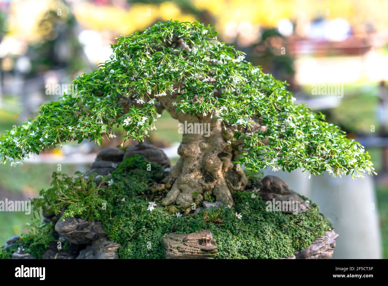 Bonsai und Penjing mit Miniatur in einem Tablett wie im menschlichen Leben sagen muss stark steigen, Geduld überwinden alle Herausforderungen gut und nützlich zu leben Stockfoto