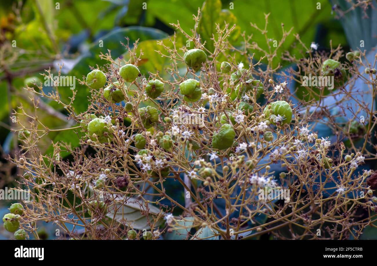 Teakkerne (Tectona grandis), in dichten Clustern am Ende der Zweige angeordnet, in Gunung Kidul, Yogyakarta, Indonesien Stockfoto
