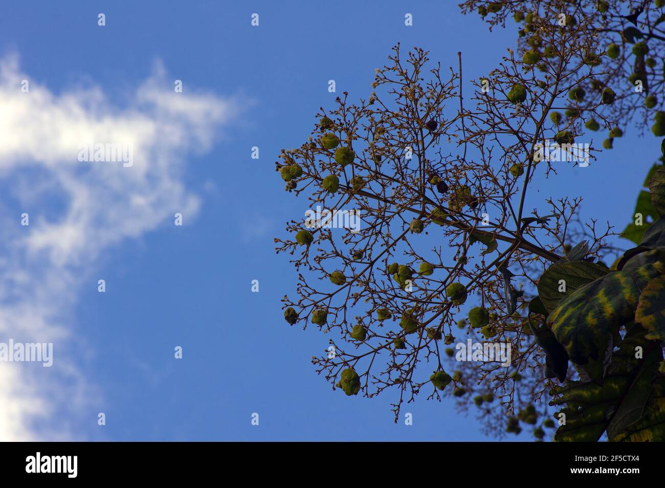 Die duftenden Teakblumen (Tectona grandis) blühen, in dichten Clustern am Ende der Zweige angeordnet, mit blauem Himmel Hintergrund in Gunung Kidul, Stockfoto