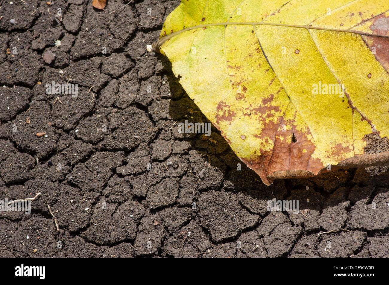 Ein trockenes Teakblatt auf dem trockenen mediterranen Boden, in Gunung Kidul, Yogyakarta, Indonesien. Naturschutzkonzept. Stockfoto