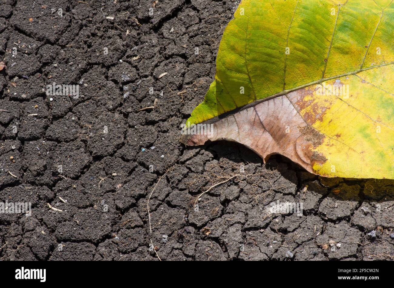Ein trockenes Teakblatt auf dem trockenen mediterranen Boden, in Gunung Kidul, Yogyakarta, Indonesien. Naturschutzkonzept. Stockfoto