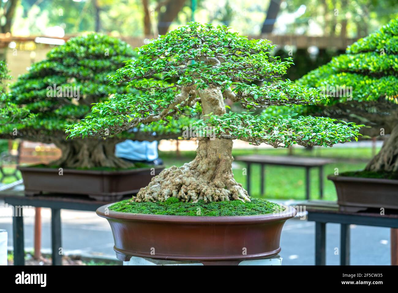 Grüner alter Bonsai-Baum, isoliert in einer Topfpflanze Die Form des Stiels  ist schön in Form Kunst Ökologischer Garten Stockfotografie - Alamy