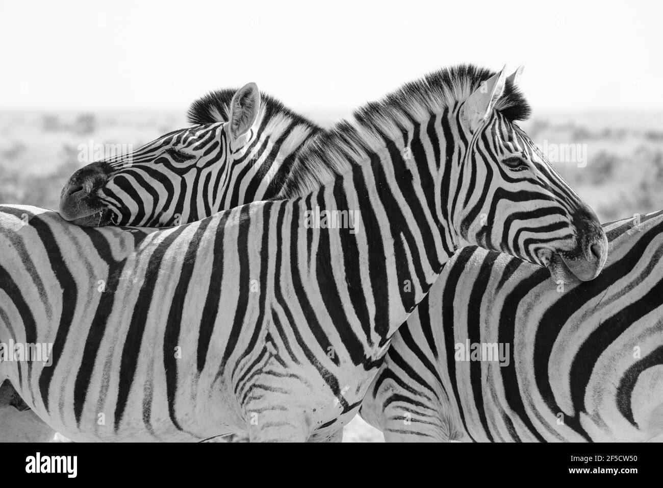 Streifenmuster mit Zebramuster (Equus burchelli) in Schwarz und Weiß. Etosha-Nationalpark, Namibia Stockfoto