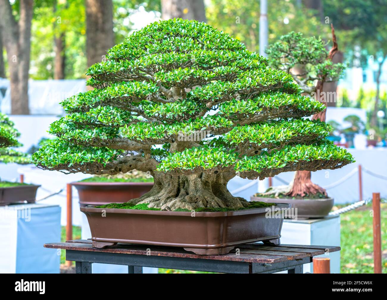 Grner alter Bonsai-Baum, isoliert in einer Topfpflanze Die Form des Stiels  ist schn in Form Kunst kologischer Garten Stockfotografie - Alamy